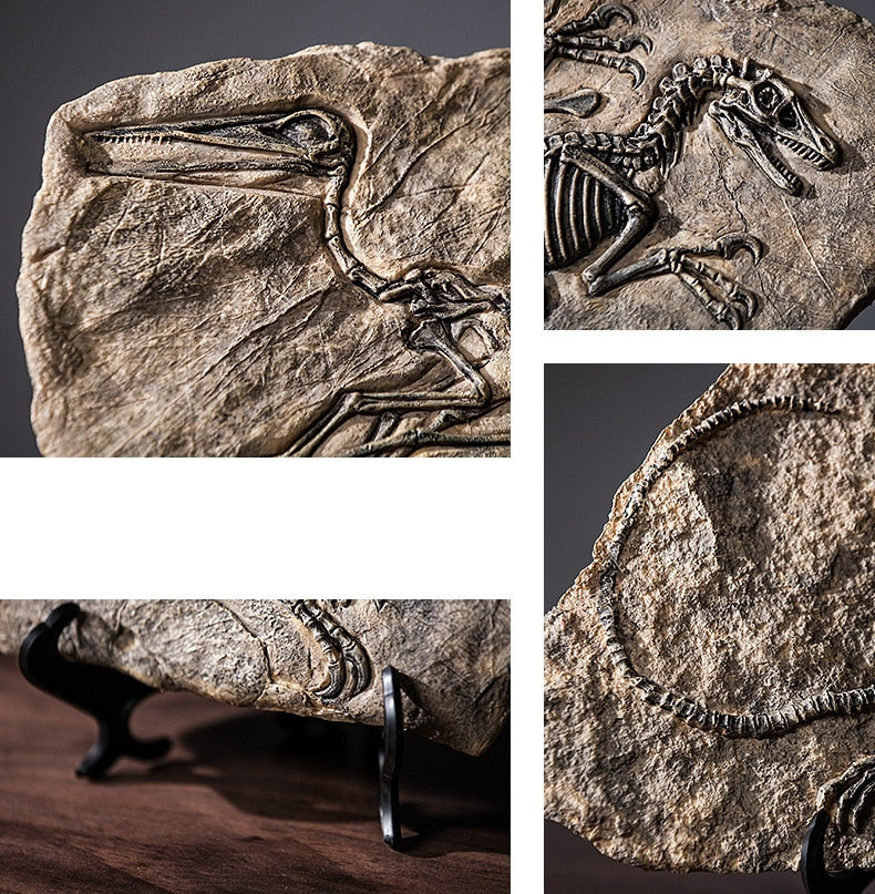 Dinosaur Fossil Specimen